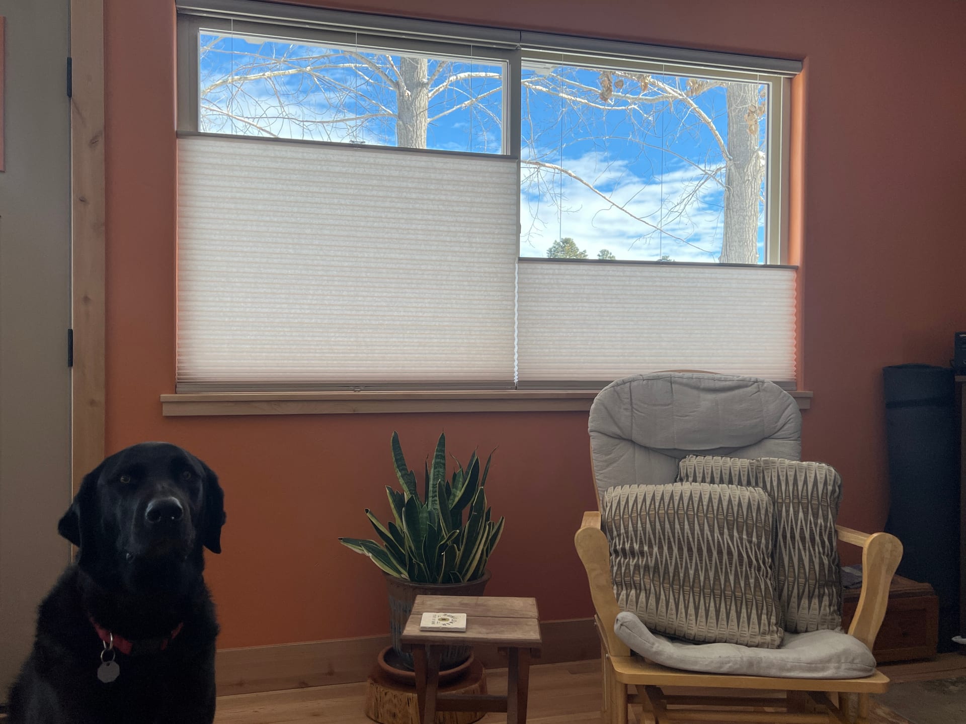 Cellular honeycomb window shades filtering natural light — Durango, CO